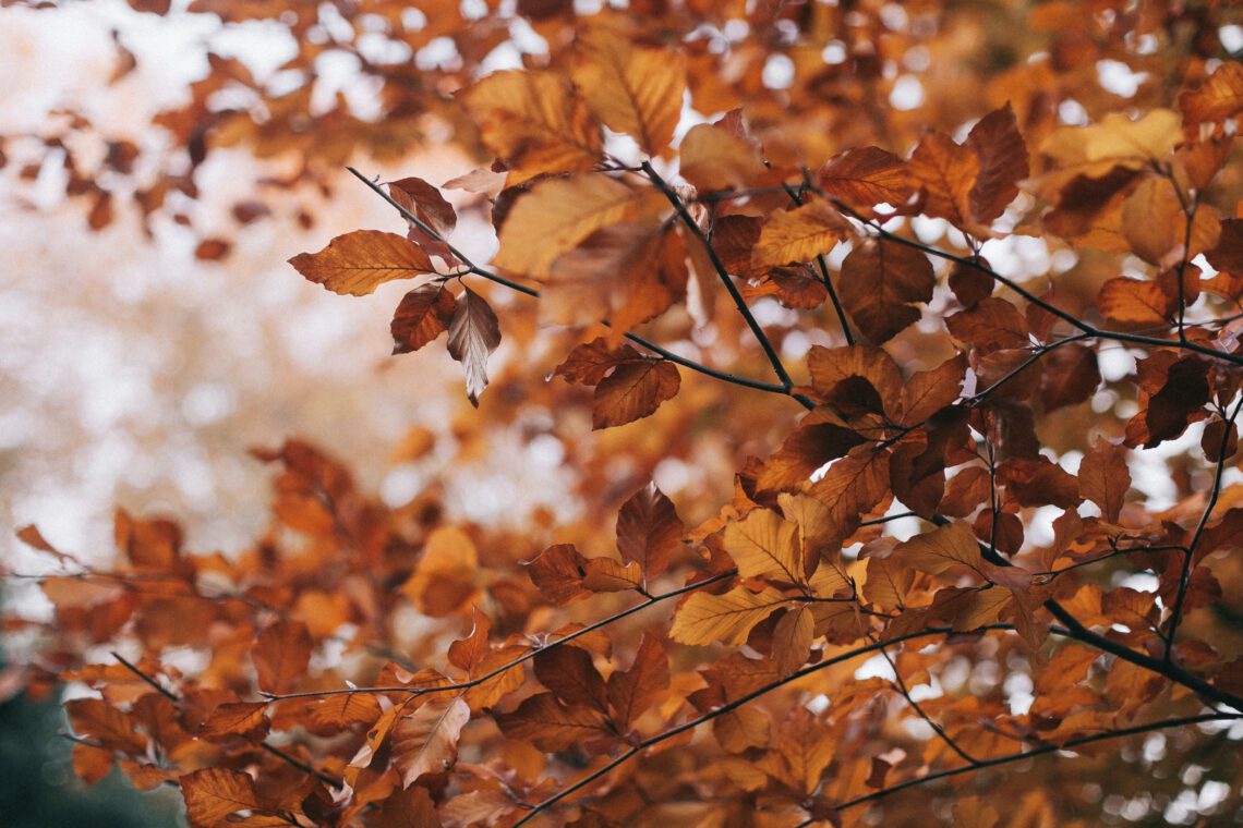 „Aufräumen für die Winterzeit“ - Einladung zum Herbstputz am 31. Oktober auf der Tennisanlage des 1. TC Magdeburg